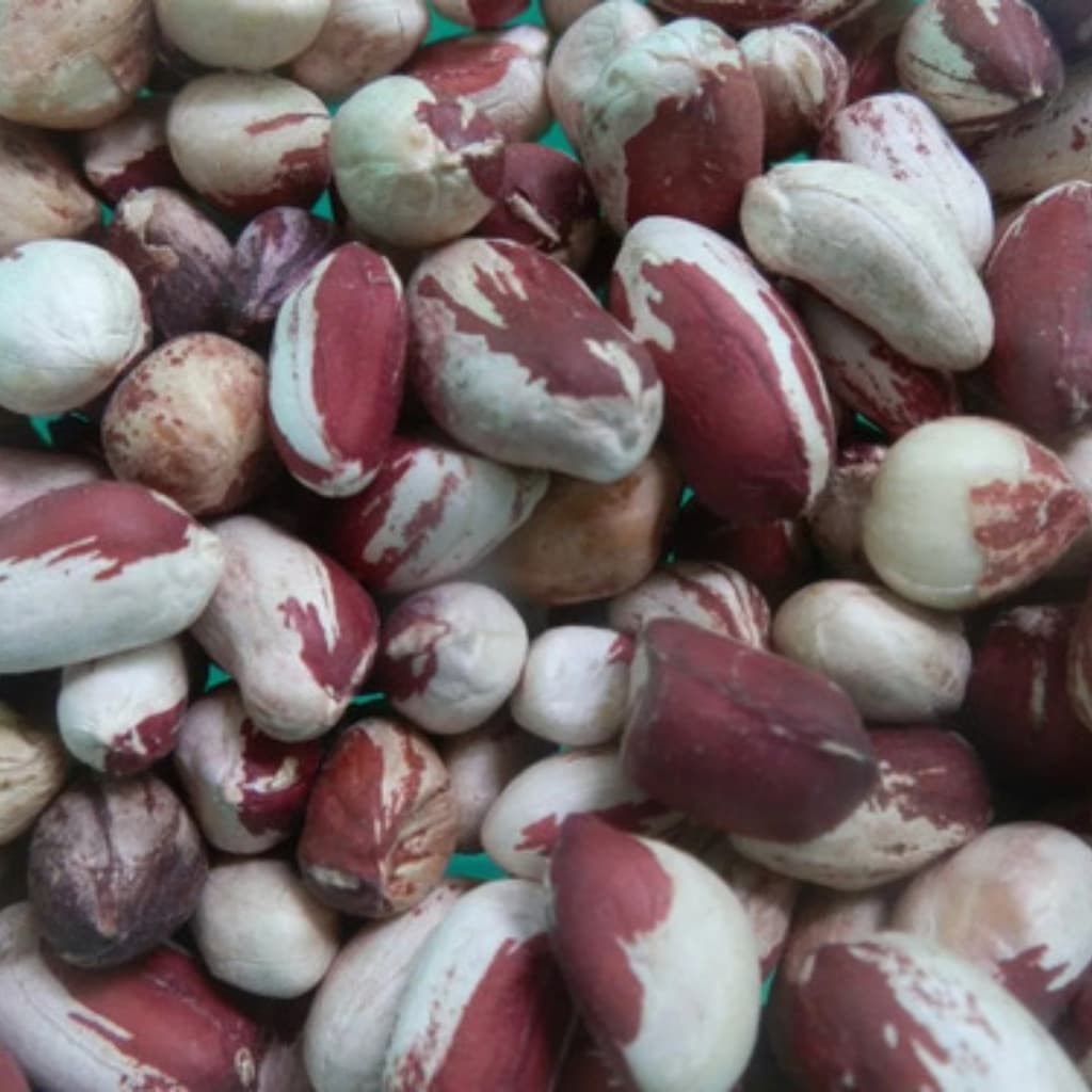 1000 Sementes de Amendoim Boliviano para Plantio | Alto Índice de Germinação | Horta e Jardim | Grãos Selecionados