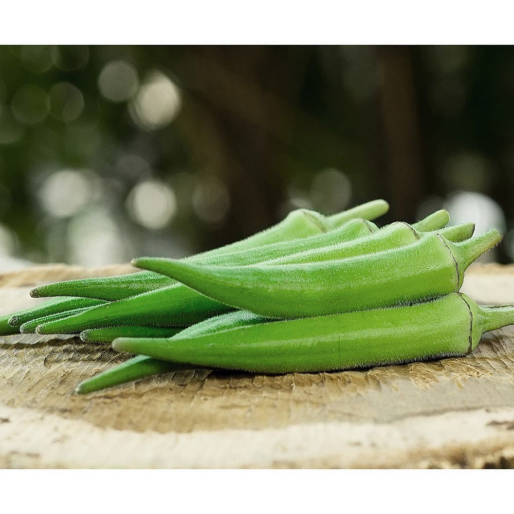 Sementes de Quiabo Tropical 3.500 Unidades Alta Germinação Fácil Cultivo Horta Jardim Plantio Rápido