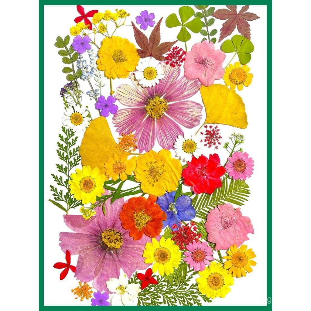 Kit de flores prensadas e folhas secas misturadas para DIY, kit de materiais de flores secas para resina artesanal entre