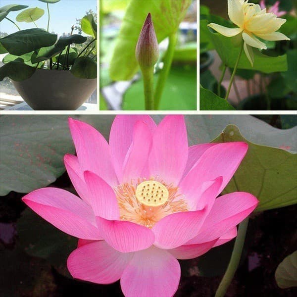 Pronta Entrega Sementes de Flor de Lótus Raras Tipos de Plantas Aquáticas Bonsai Jardim Hidropônico
