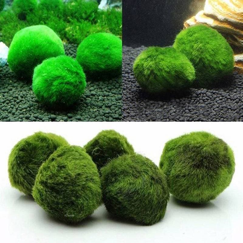 Uiu 3-4cm Marimo Bolas De Musgo Aquário Vivo Planta Algas Peixe Camarão Tanque Ornamento Simulação Verdes Artificial Ui