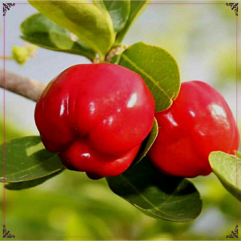 20 SEMENTES de ACEROLA GIGANTE Cabocla Para o Plantio /FRUTA DOCE  vaso horta