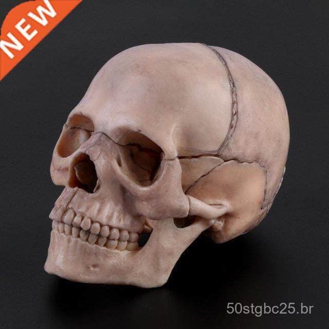 15 peças/conjunto Modelo Anatômico de Crânio 4D Desmontável