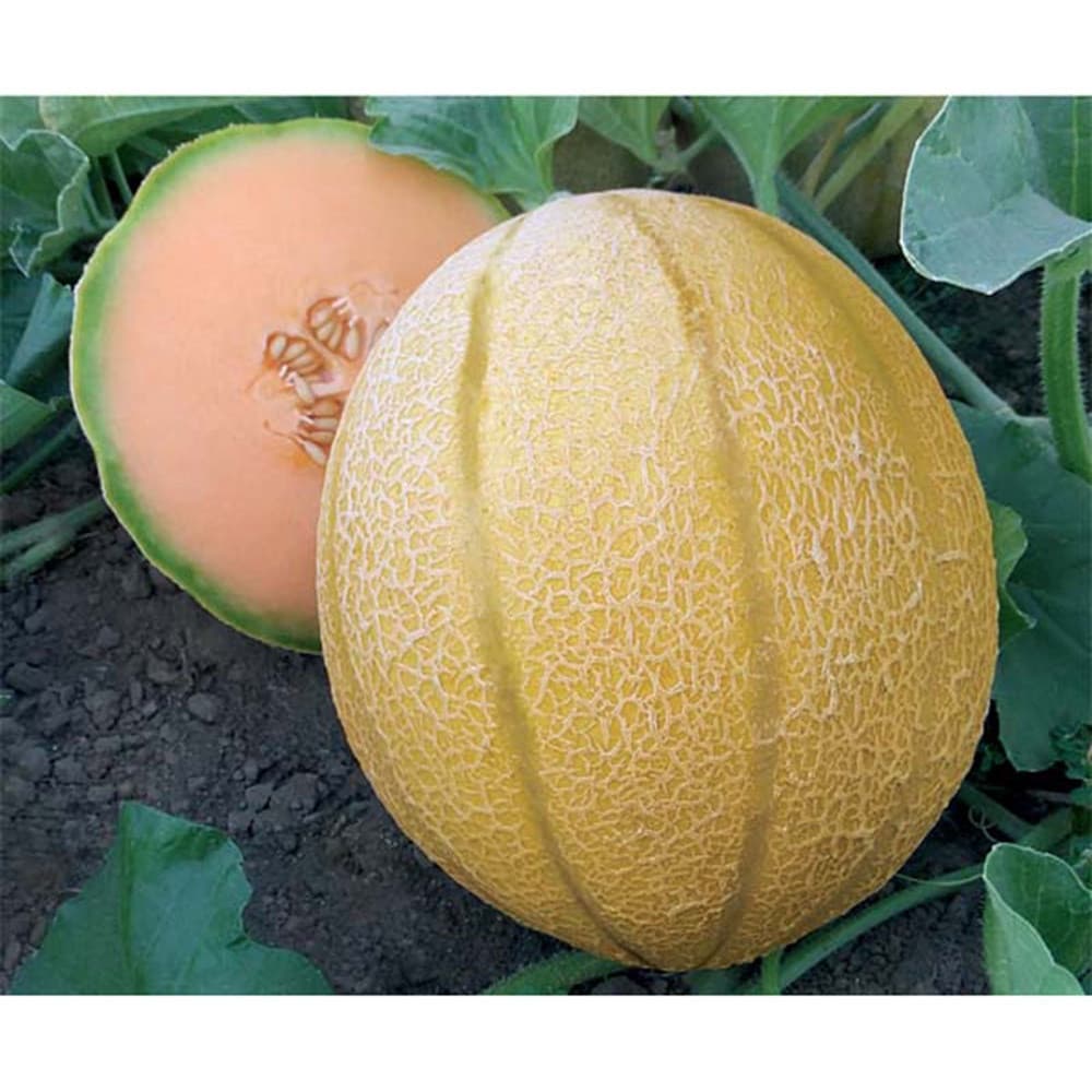 1000 Sementes de Melão Sortidas Pampas | Fácil Germinação | Frutas Doces para Horta e Jardim