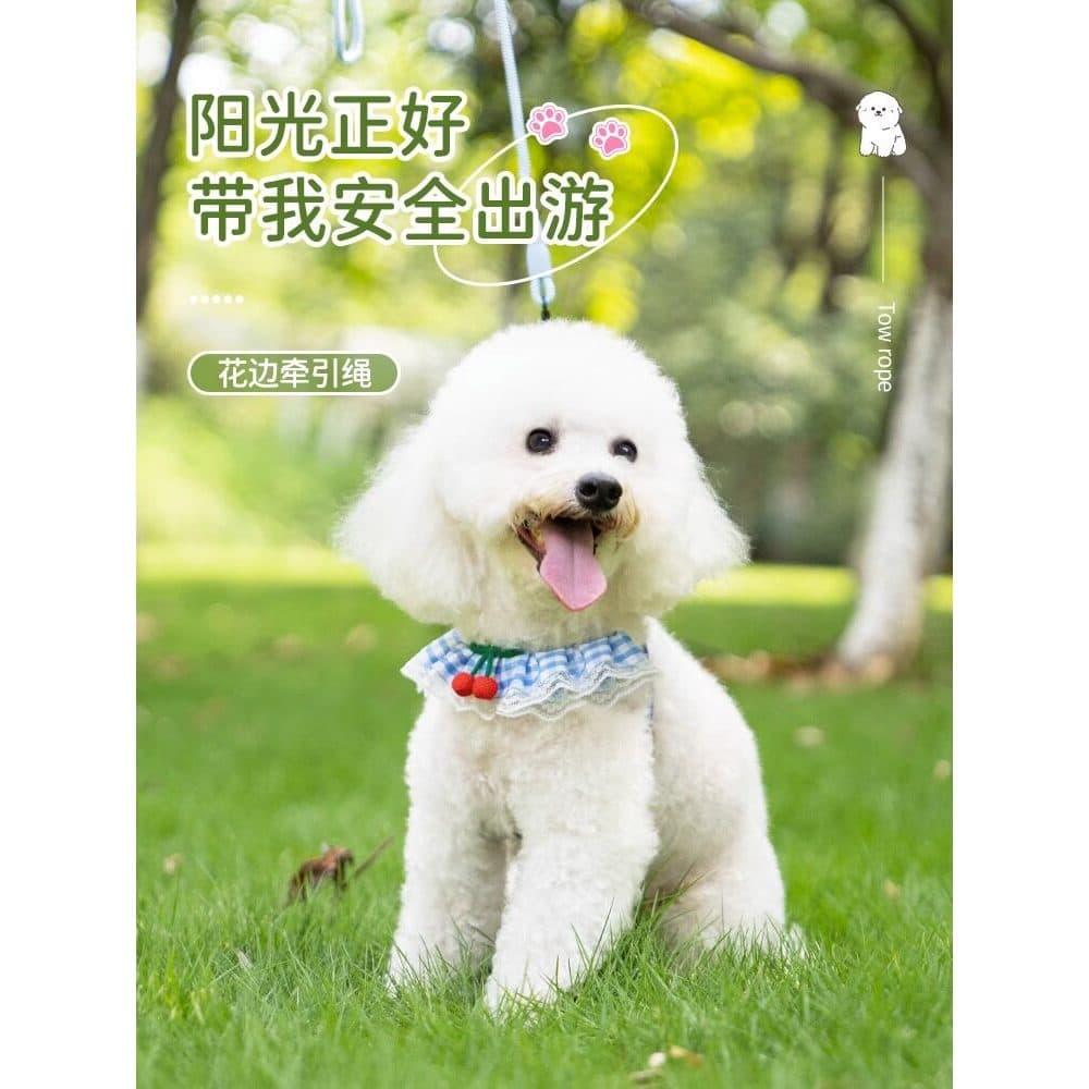 Coleira para cachorro Bichon, corrente fofa para caminhada de cachorro pequeno, alça peitoral para animais de estimação,