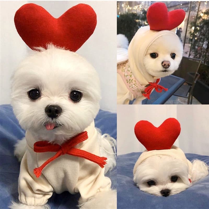Roupa para Cães Pequenos com Estampa de Frutas, Moletom Quente de Lã para Animais de Estimação, Casaco para Filhotes e G