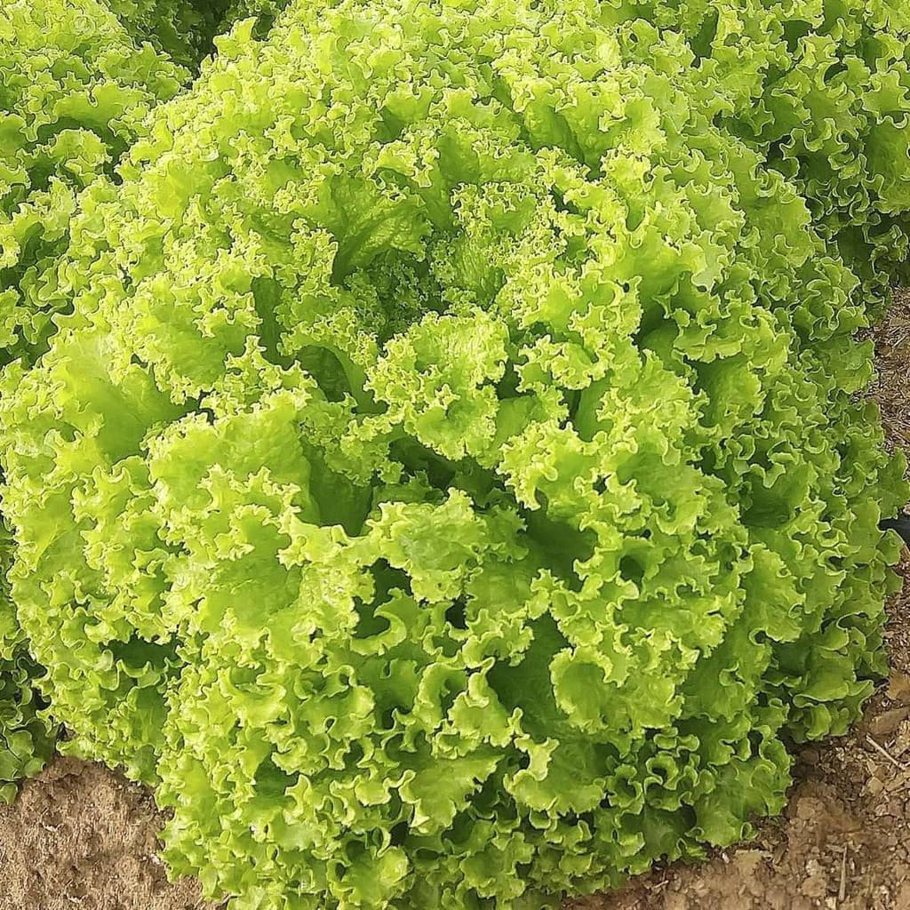 1000 Sementes de Alface Crespa de Verão Top | Hortaliça para Horta | Alta Germinação | Plantio Fácil