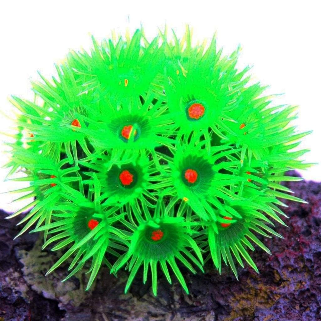 ENFEITE DE SILICONE SOMA CORAL GONIOPORA VERDE
