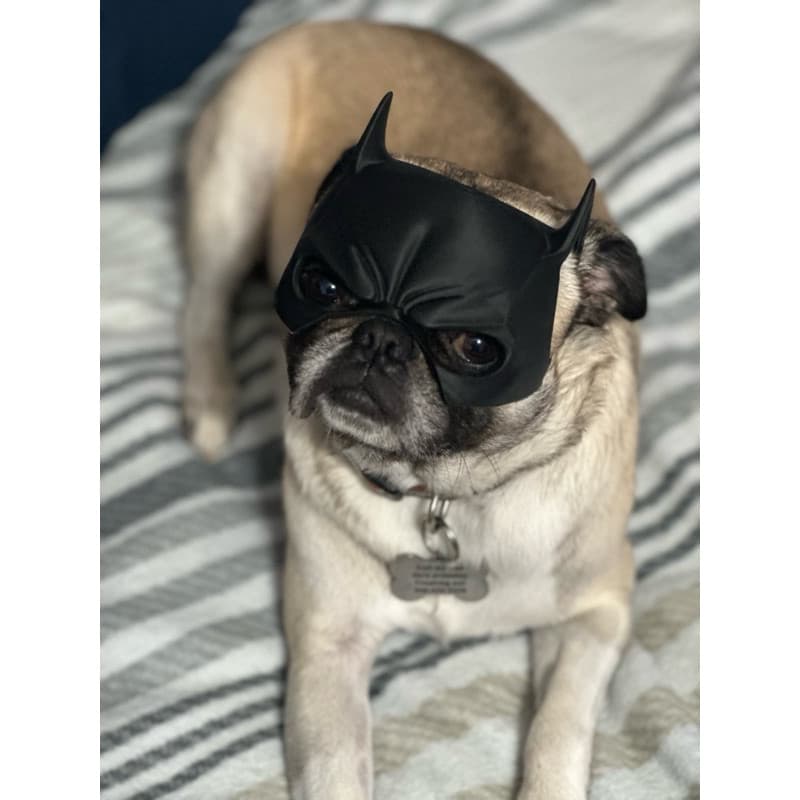 Máscara de Cachorro Batman para Raças de focinho curto