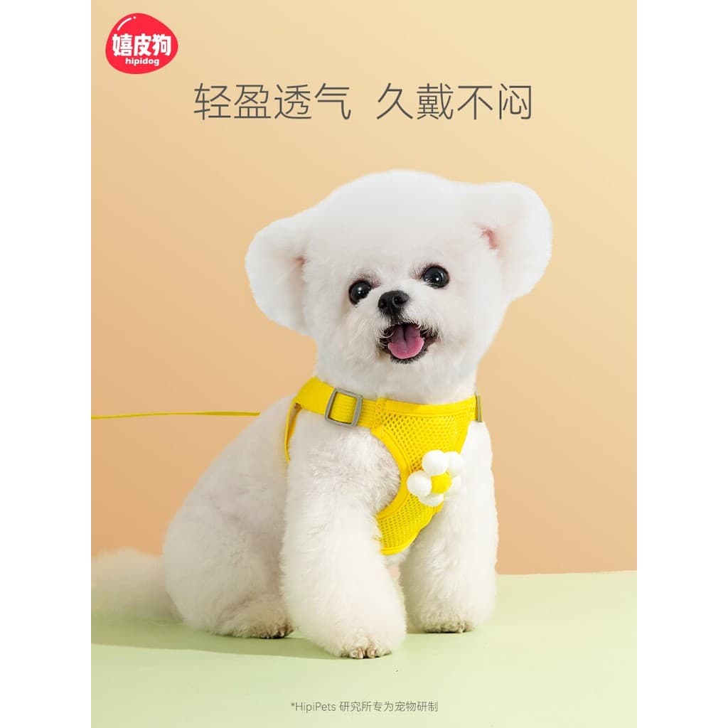 Coleira para cachorro pequeno, coleira para caminhada de cachorro, Bichon, pomerânia, filhote de cachorro, gato, cachorr
