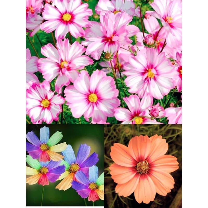 Cultivo Caseiro Sementes Sementes de Cosmos Sementes de Flor de Cosmos Sementes de Crisântemo Cosmos para horta caseira