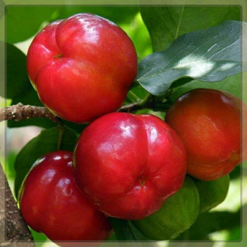 SEMENTES de ACEROLA GIGANTE Cabocla Para o Plantio /FRUTA vaso horta  OFERTA