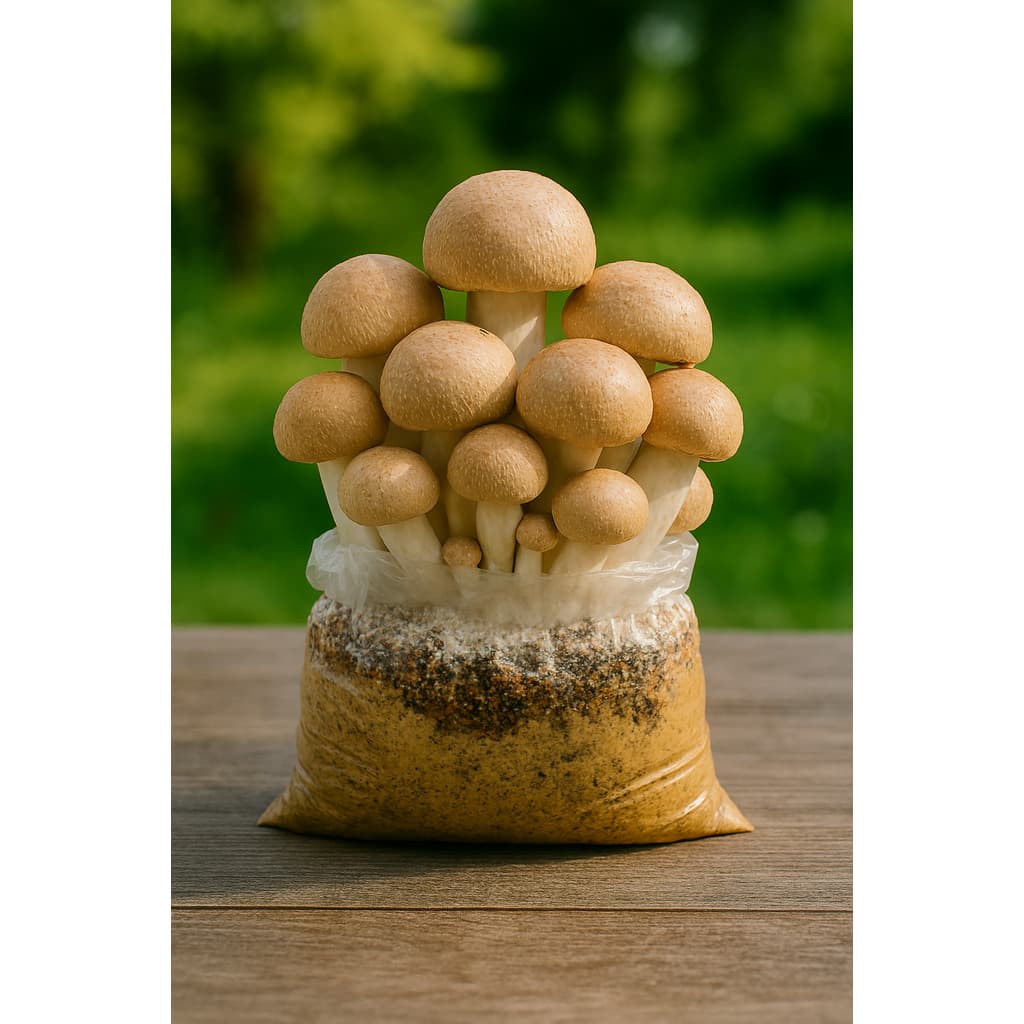 kit para cultivar cogumelo Cogumelo do Sol - Agaricus Blazei