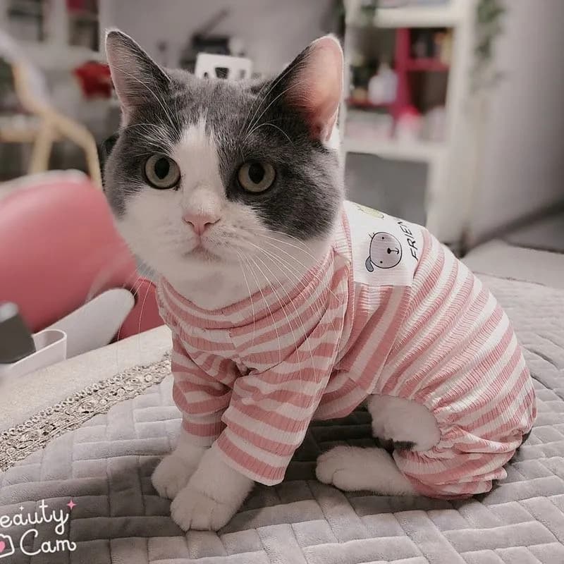 Roupas de gato de quatro pernas Anti-lint pijamas estilo outono britânico curto azul branco Muppets gatos gatinhos anima