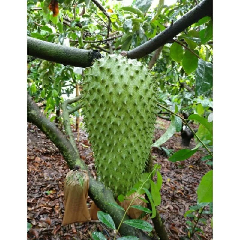 kit Sementes GRAVIOLA GIGANTE delicia   plante Horta vaso terra Jardim OFERTA