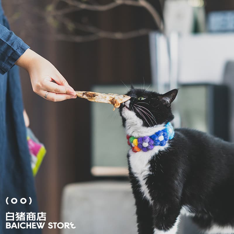 Coleira de arco-íris para loja de porcos brancos usando garras de fênix coleira de gato coleira de cachorro foto coleira