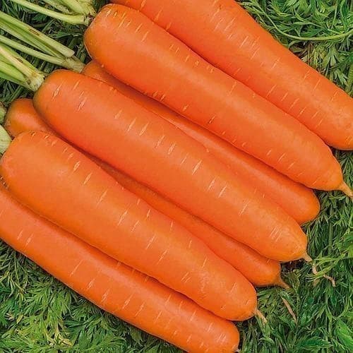 1000 Sementes de Cenoura Nantes Média Calibrada | Alta Germinação | Ideal p/ Hortas e Plantio