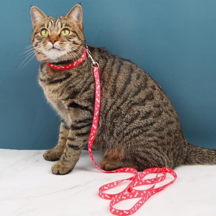 Coleira para gatos, coleira Anti-quebra e antiderrapante para gatos, coleira para cães, coleira para animais de estimaçã