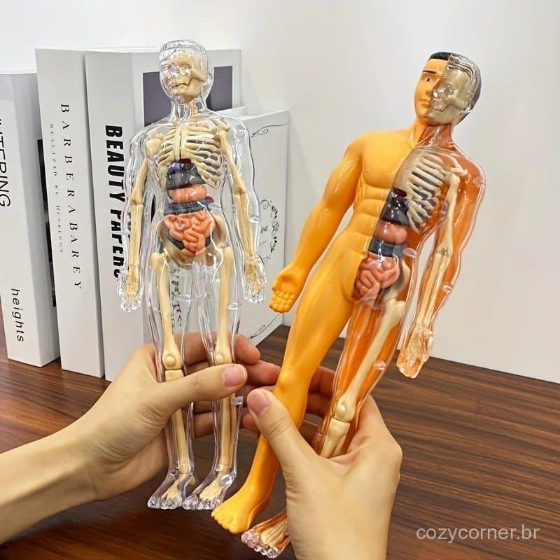 Ferramentas De Aprendizagem Corporal Brinquedo Cognitivo Infantil Modelo De Anatomia Humana Manequim 3D Esqueleto Órgão