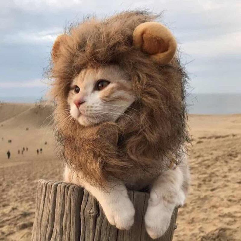 Gato chapelaria animal de estimação pequeno leão chapelaria gato chapéu cão Teddy chapelaria natal aniversário engraçado