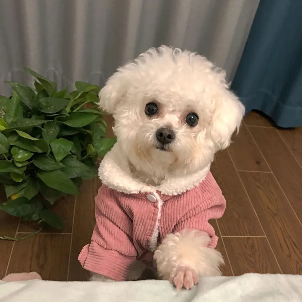 Roupas para cães engrossado quente bonito cordeiro velo Teddy Bichon Pomeranian pequeno cão de tamanho médio gato de est