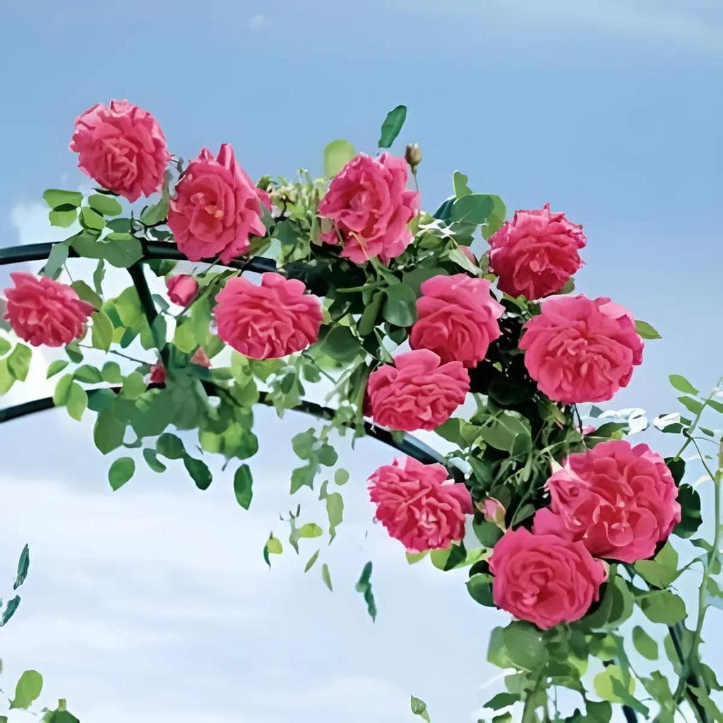 30 sementes 30 Sementes De Rosa Trepadeira Pink Premium