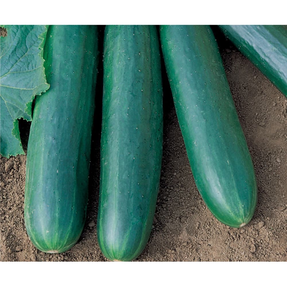 Sementes de Pepino Híbrido Aladdin 1500 Unidades Alta Germinação Fácil de Plantar para Horta e Jardim