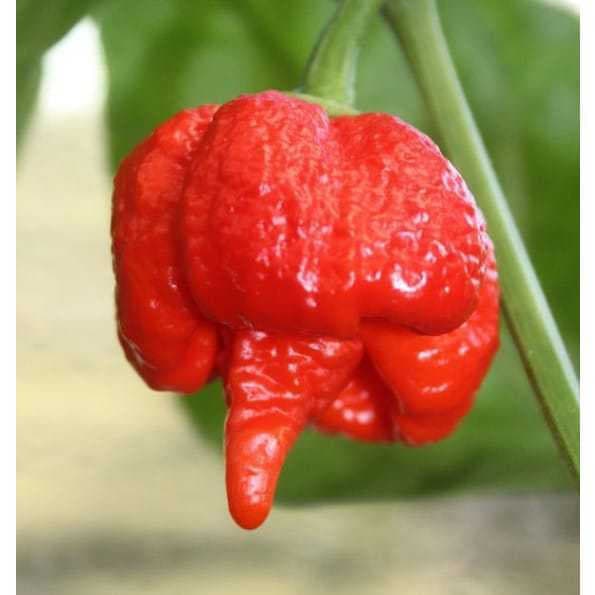 Sementes Carolina Reaper Pimenta Super Forte 200 Unidades Fácil de Germinar para Plantio Jardim/Horta