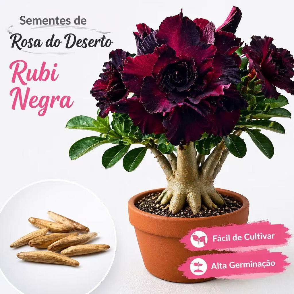 Sementes de Rosa do Deserto Rubi Negra para Plantio em Vasos Flor Ornamental Exótica