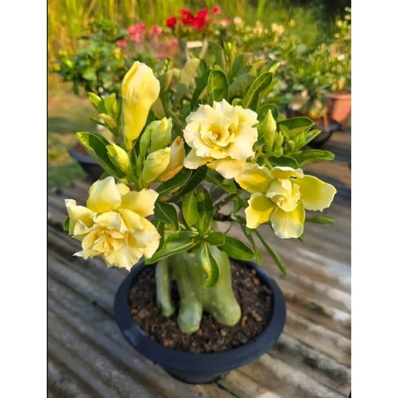 Rosas do deserto flor sol do amanhecer tripla, raridade originais kit 3 seeds
