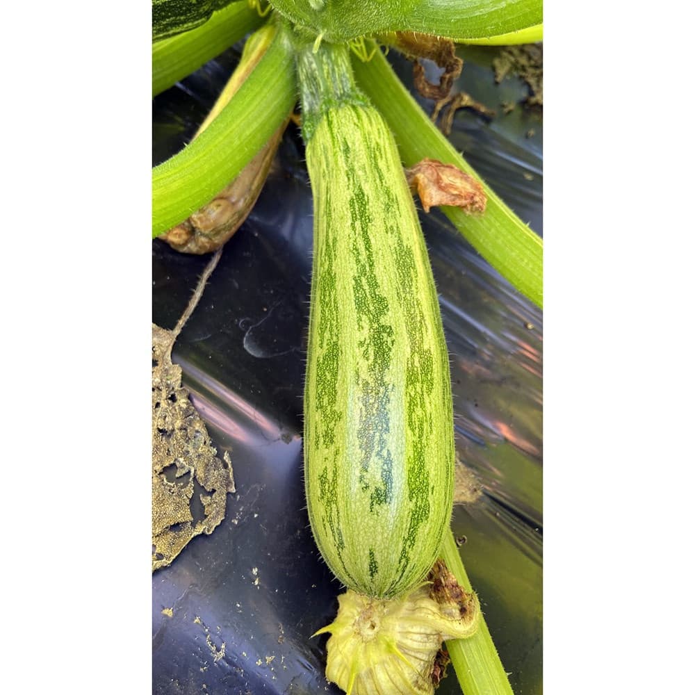 Sementes de Abóbora Híbrida Canesi 1.500 Unidades Fácil de Plantar Alto Poder de Germinação Para Horta e Sítio