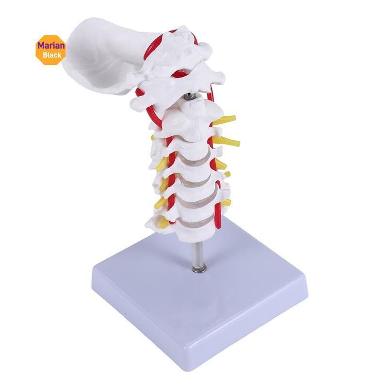 Vértebra Cervical Coluna Arte Nervos Espinhais Modelo Anatômico Anatomia Para Exibição De Estudo Em Sala De Aula De Ciên