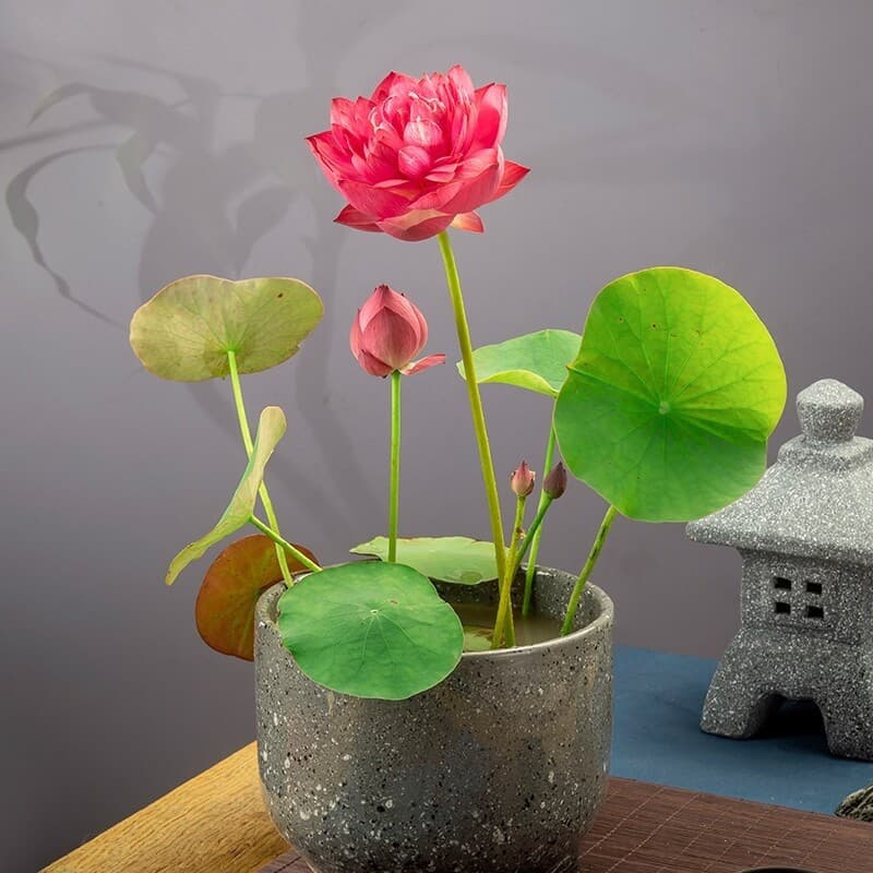 Cultivo Caseiro Sementes de Lótus para Plantio de Flores Sementes de Planta de Lótus Flores de Lótus para horta caseira