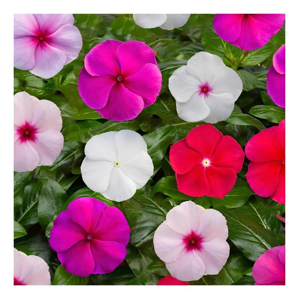 30 Sementes de Vinca Sortida / Boa Noite Sortida