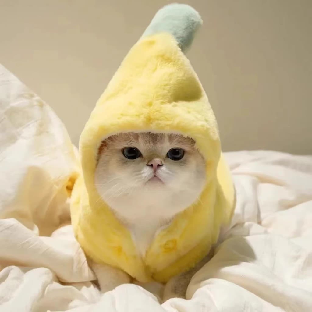 Roupas de gato engraçado Banana transformado outono inverno pelúcia engrossado Muppet britânico curto azul gatinho bonit