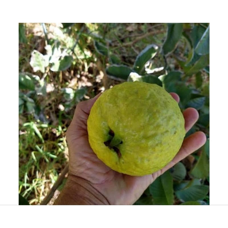 200 Sementes de Goiaba Cortibel Alta Germinação Fáceis de Plantar Para Pomar Jardim Horta Frutífera
