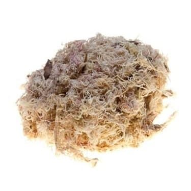 Musgo Sphagnum Para Repteis 2L