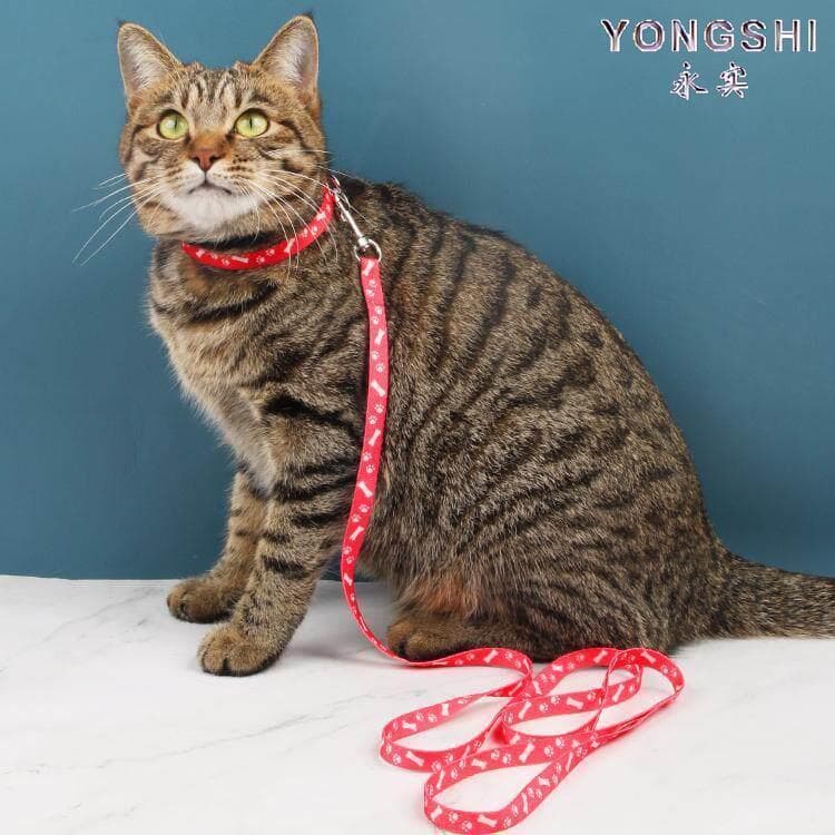 Coleira para gatos, coleira Anti-quebra e antiderrapante para gatos, coleira para cães, coleira para animais de estimaçã