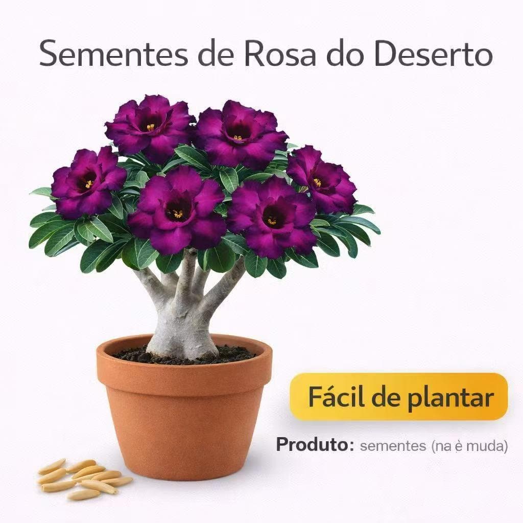 Sementes Rosa do Deserto Flor Exótica Roxa para Vaso