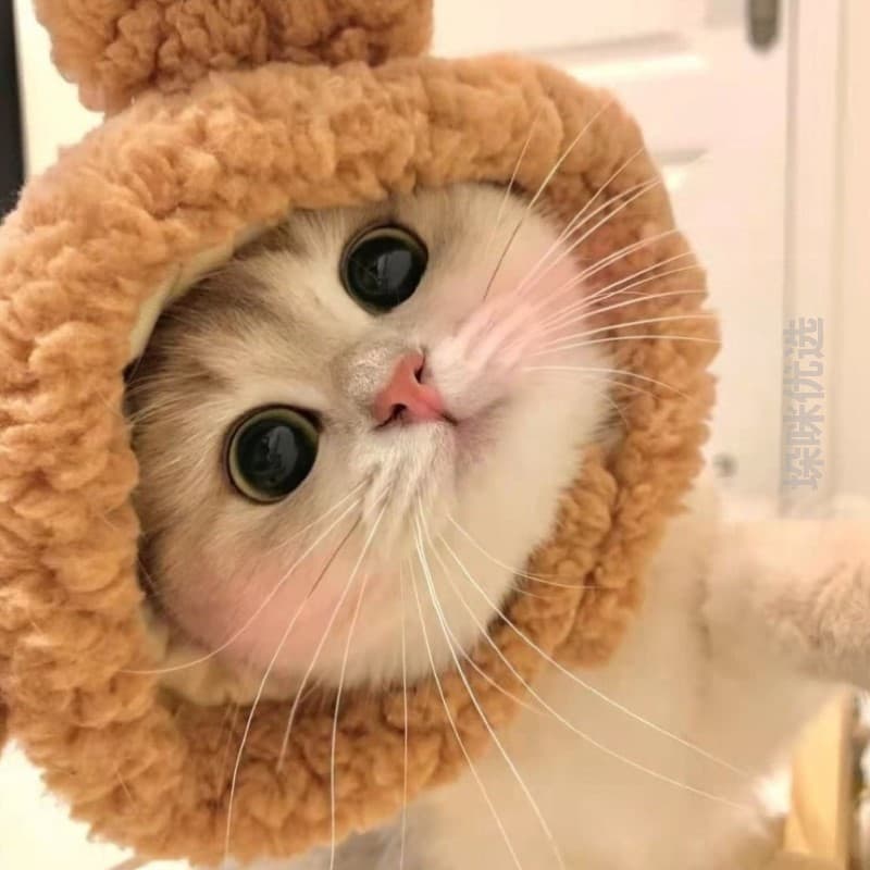 Gato Gato Gato Acessórios Joias Bonito Engraçado Rei Leão