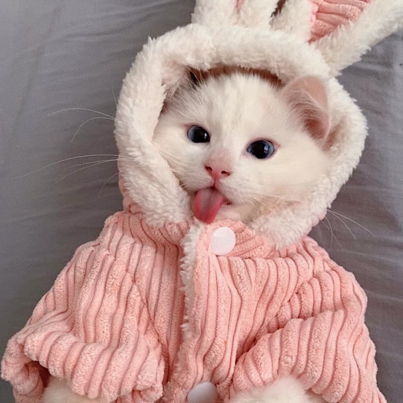 Bonito engraçado traje orelha de coelho traje outono inverno gato traje pequeno cão de tamanho médio Teddy forro de lã i