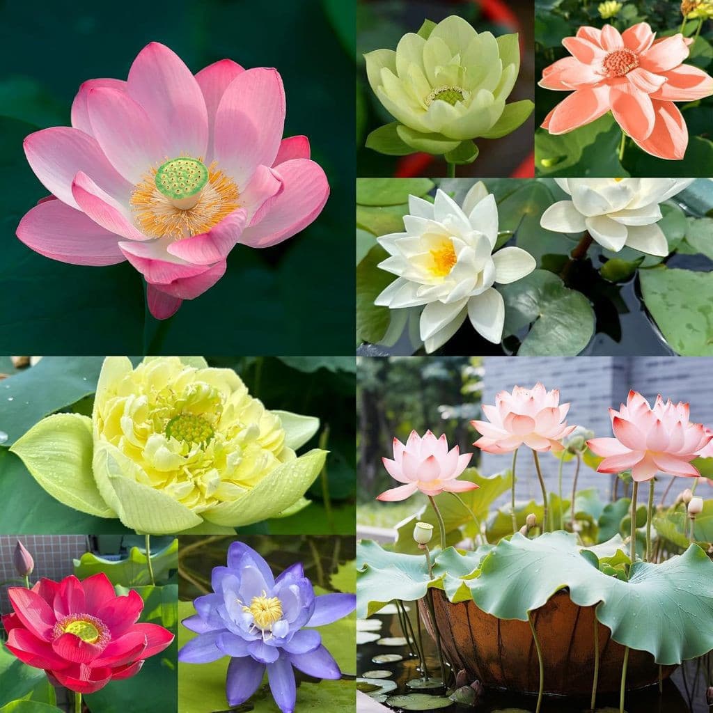 Cultivo Caseiro 5 Sementes de Lótus Misturadas Sementes de Flores para Plantar Flores Sementes de Bonsai para horta case