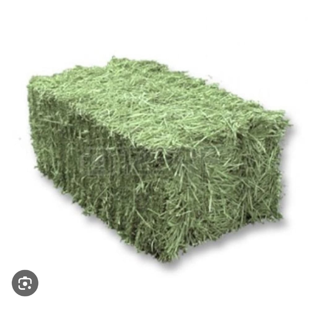 10 kg Feno Premium, Roedores, Cavalos - Envio Imediato