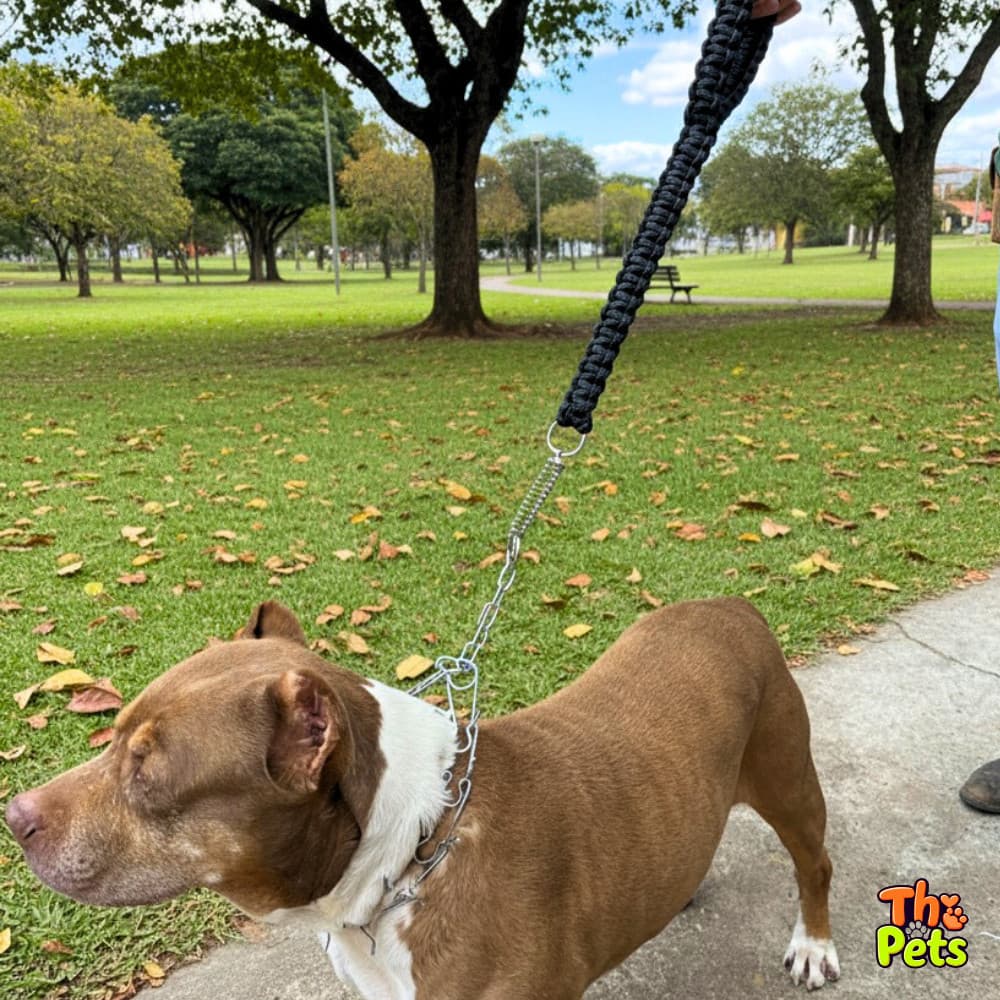 Coleira com pino e garra regulável mola e guia reforçada para cachorros grandes
