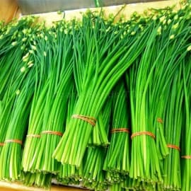 prazer de cultivar Sementes de Cebolinha Verde Temperos Frescos para Horta e Vasos
