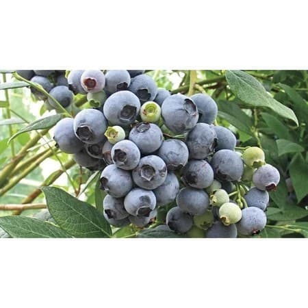 sementes puras 100 sementes de Mirtilo (Blueberry) - Fa?a sua Horta!