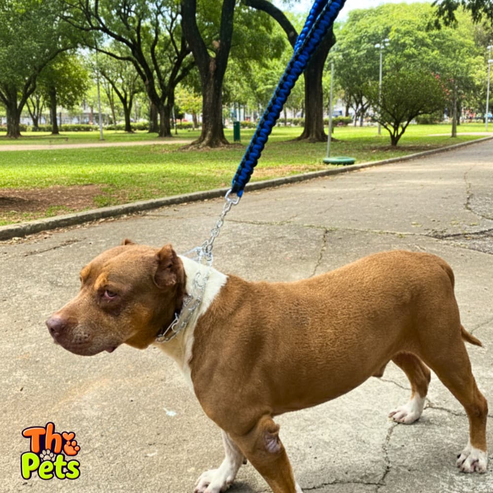 Coleira para cachorros fortes  com pino regulável prong collar guia cachorro grande super reforçada guia para cães