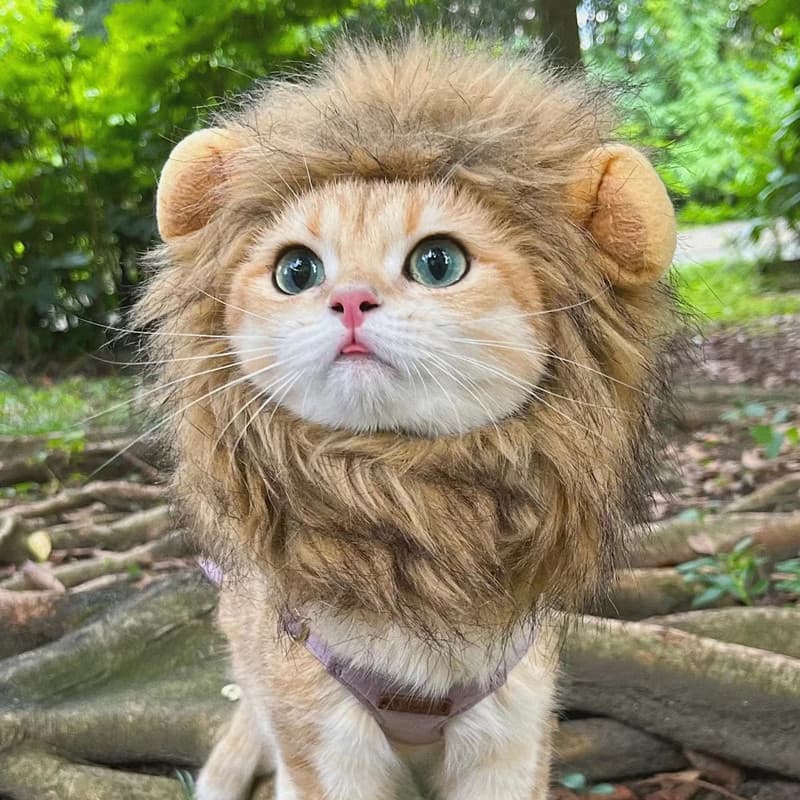Funny Chapéus para Pet de estimação / Peruca De Leão / Vestir Roupas Fofas / Acessórios De Festa