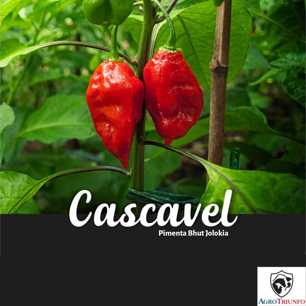 PIMENTA CASCAVEL BHUT JOLOKIA  400MG - feltrin