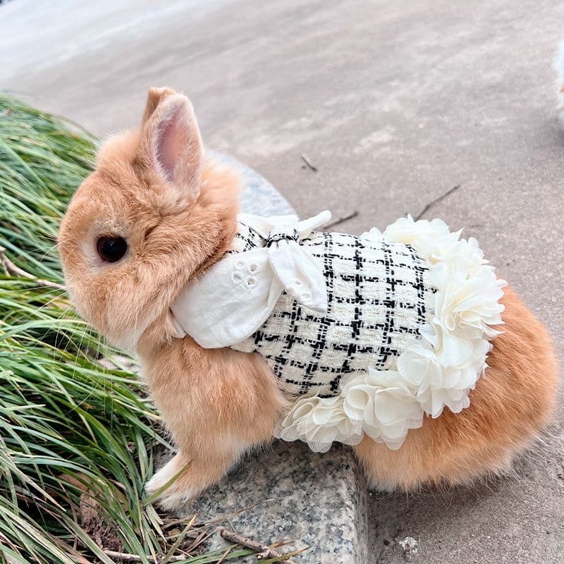 Roupas Para Coelhos Da Moda Porcos Guiné Com Arreios Animais De Estimação Ao E Conjunto De Trelas Coelhinhos Chinchillas